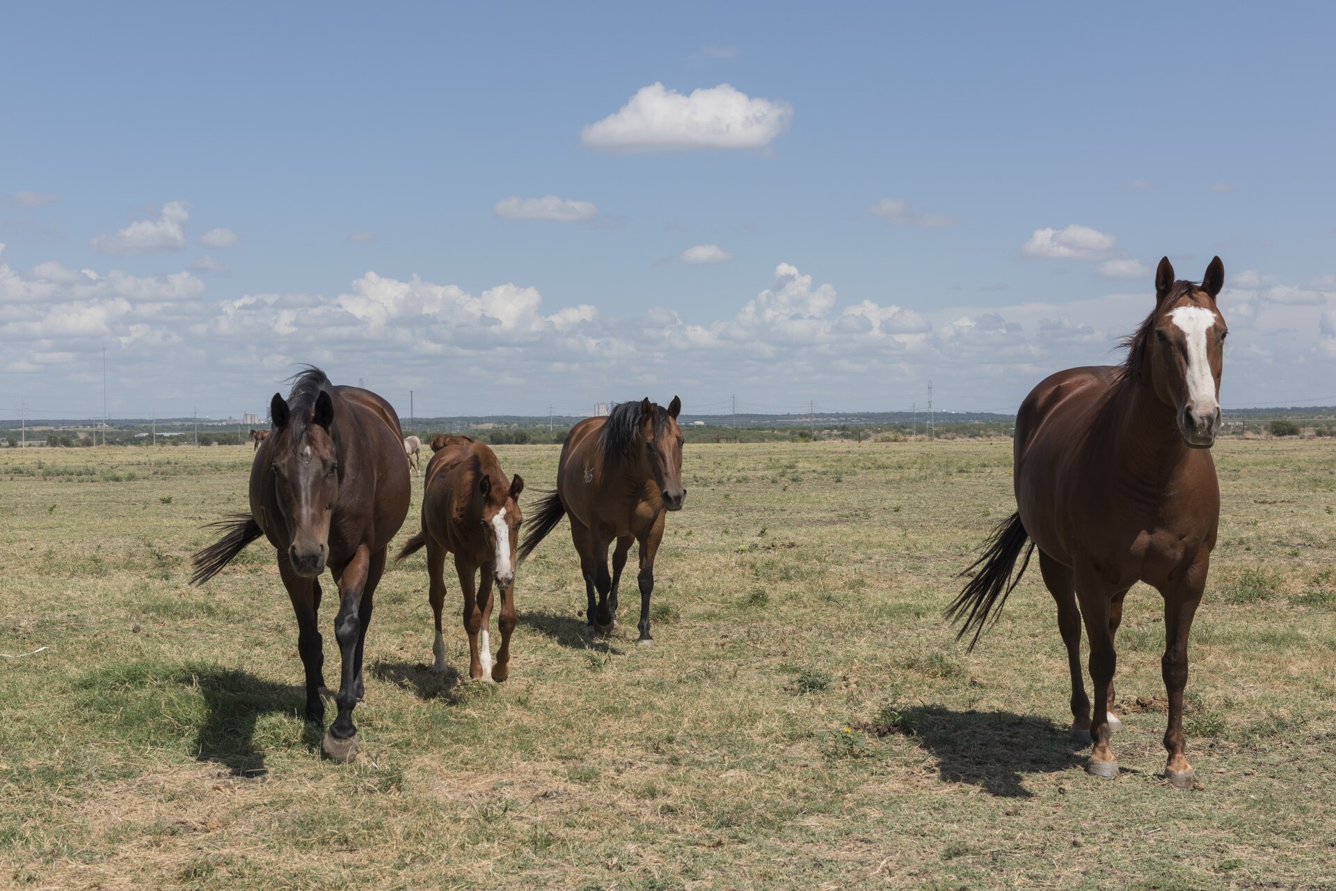 Four quarter horses walking across an open North Texas pasture under a wide, partly clouded sky, with a chestnut mare and blaze at the right of the frame.