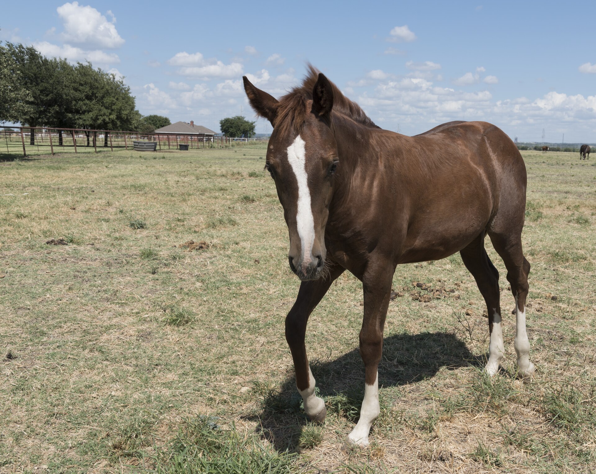 A young chestnut quarter horse with a white blaze standing in a fenced North Texas paddock on a clear day.