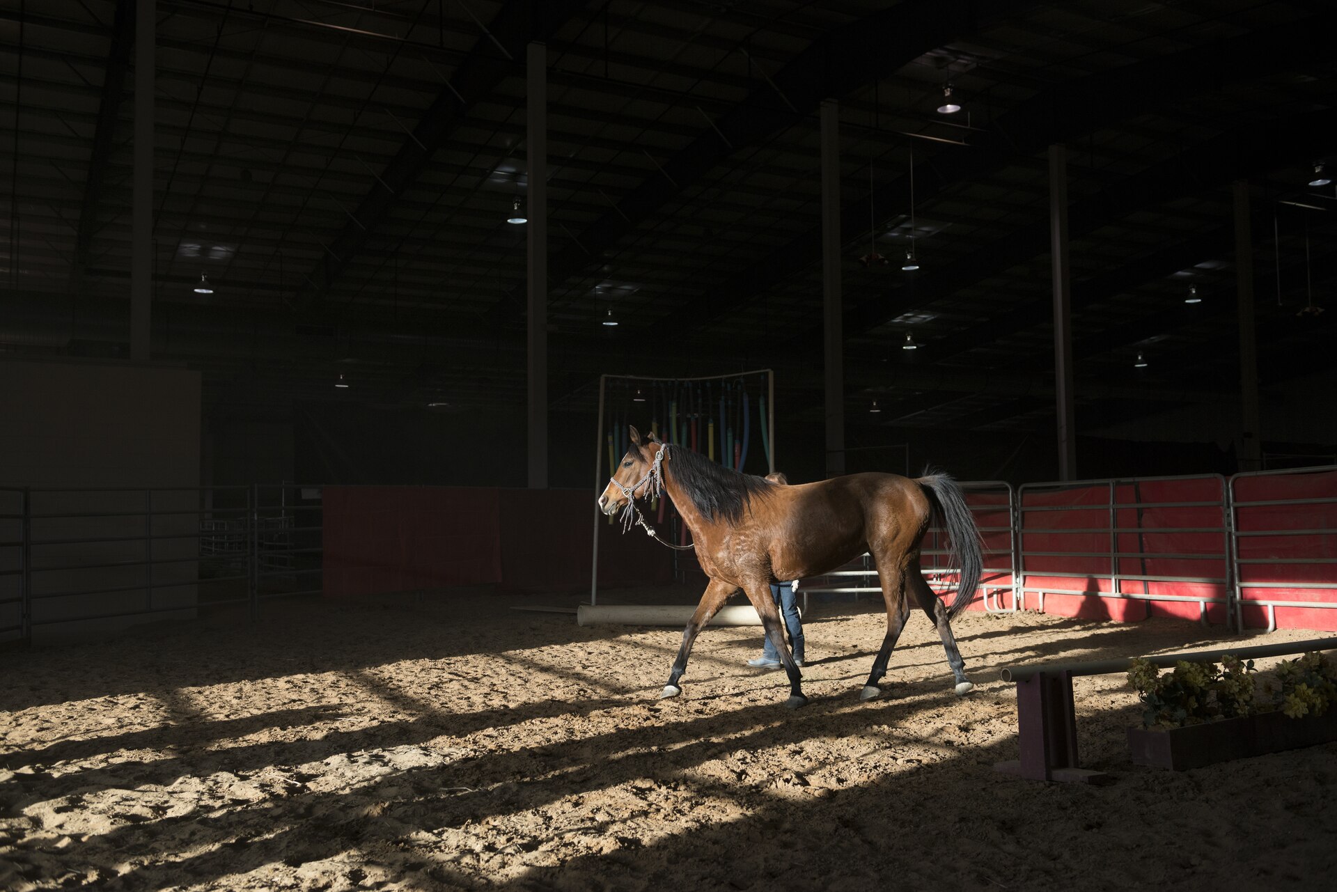 A bay horse moving through a sunlit indoor arena at a Texas stock show.